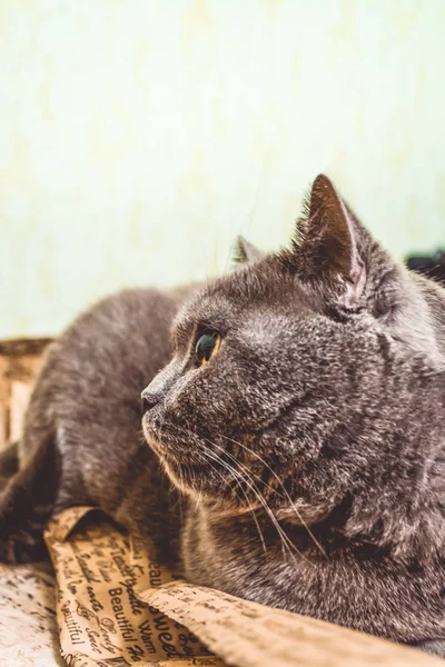 Gato britânico de cabelos curtos cinza puro e adulto com olhos amarelos. Gatinho encantador . — Fotografia de Stock
