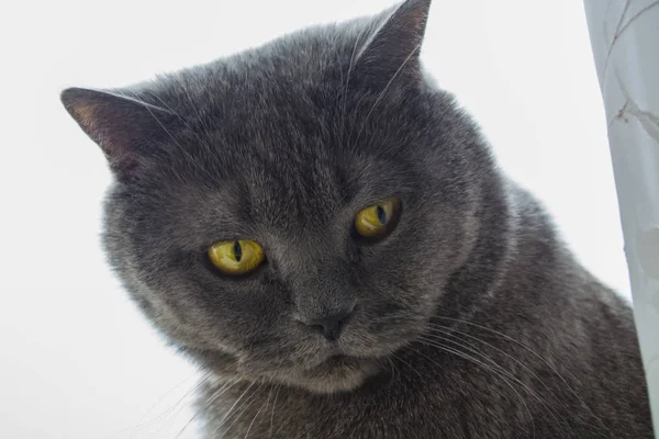 Породистая и взрослая серая короткошёрстная британская кошка с жёлтыми глазами. Прекрасный котенок . — стоковое фото