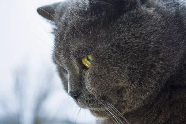 Gato britânico de cabelos curtos cinza puro e adulto com olhos amarelos. Gatinho encantador . — Fotografia de Stock