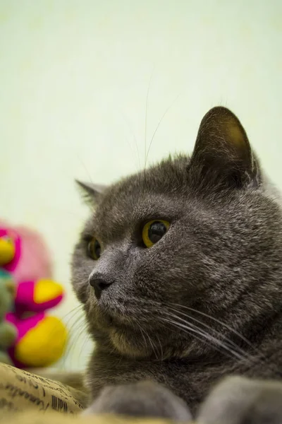 Породистая и взрослая серая короткошёрстная британская кошка с жёлтыми глазами. Прекрасный котенок . — стоковое фото