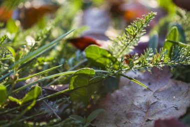 Doku ve arka plan. Bir yaz yeşil çimen ve sonbahar yaprakları sarı ve düşmüş döndü. Zindelfingena üzerinde yürümek.