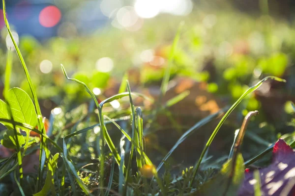 Textuur en achtergrond. Een zomer groen gras en de herfst draaide geel en gevallen bladeren. Lopen op Zindelfingena. — Stockfoto