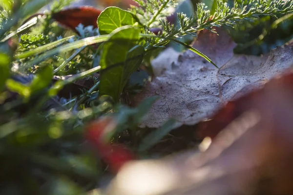 Textura e fundo. Uma grama verde de verão e o outono viraram folhas amarelas e caídas. Caminhada em Zindelfingena . — Fotografia de Stock