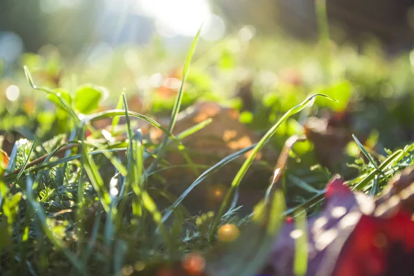 Textuur en achtergrond. Een zomer groen gras en de herfst draaide geel en gevallen bladeren. Lopen op Zindelfingena. — Stockfoto