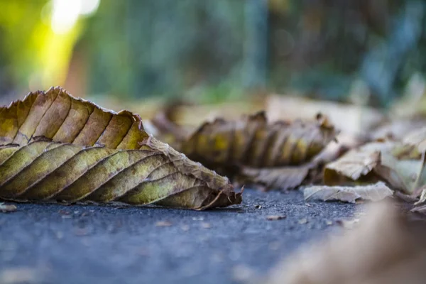 Textur und Hintergrund. ein sommergrünes Gras und der Herbst färbte sich gelb und abgefallenes Laub. Spaziergang auf Zindelfingena. — Stockfoto