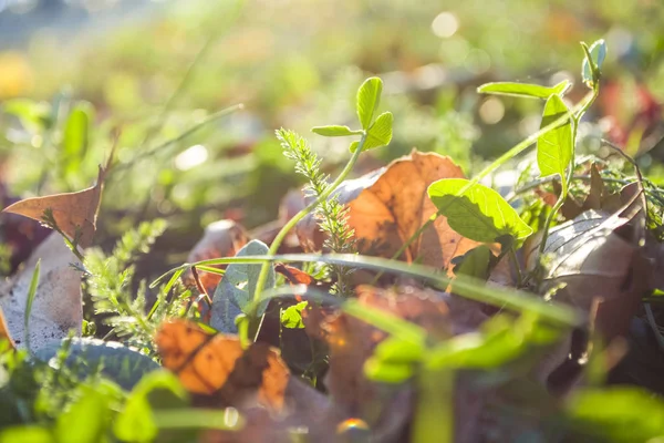 Textuur en achtergrond. Een zomer groen gras en de herfst draaide geel en gevallen bladeren. Lopen op Zindelfingena. — Stockfoto