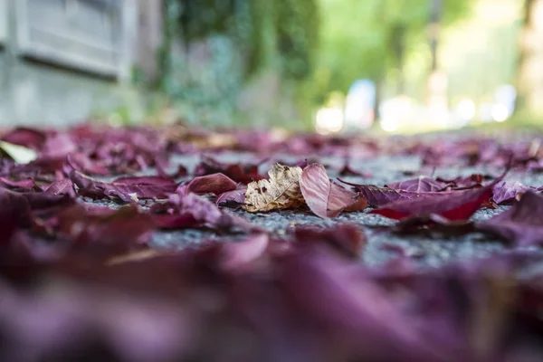 Textura y fondo. Una hierba verde de verano y el otoño se volvieron hojas amarillas y caídas. Caminar sobre Zindelfingena . —  Fotos de Stock