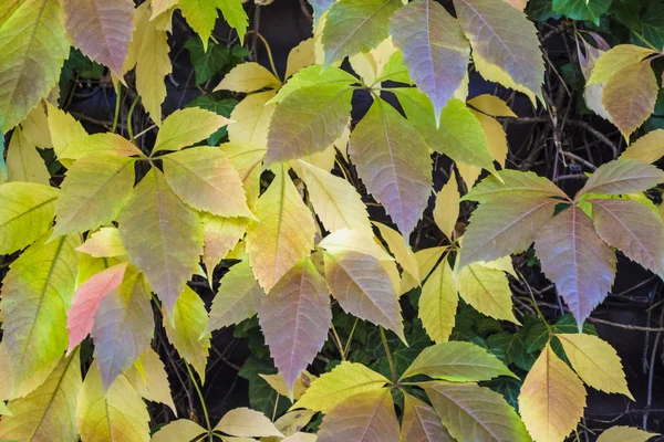 Textuur en achtergrond. De gedraaide gele bladeren van de krult en wilde druiven. Herfst seizoen. Wandelen in Zindelfingen, Duitsland. — Stockfoto