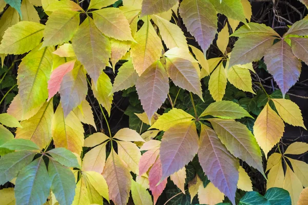 Textuur en achtergrond. De gedraaide gele bladeren van de krult en wilde druiven. Herfst seizoen. Wandelen in Zindelfingen, Duitsland. — Stockfoto