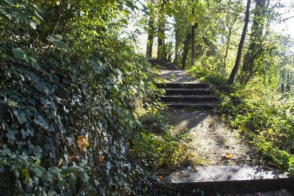 El acogedor y verde parque en Alemania, cerca de lugares históricos. Botánica. El lugar perfecto para caminar por senderos estrechos . —  Fotos de Stock