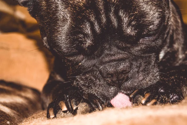 Kleiner Hund von schwarzer Farbe mit schönen Augen und großen Ohren. Runzelige Schnauze. Stammbaum. Rasse von kan corso, Französische Bulldogge. Heimtier. — Stockfoto