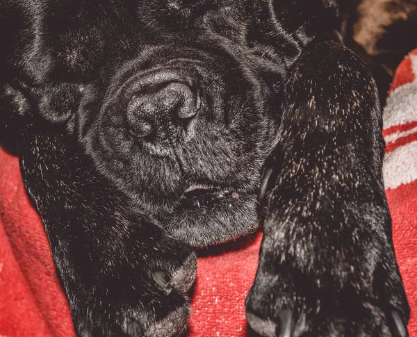 The big and black sleepy dog lies at home. Breed of Kan Corso, French bulldog. Lovely muzzle. Pet. — Stock Photo, Image