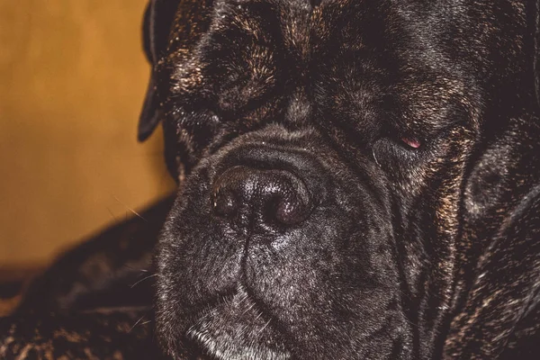 A nagy fekete kutya és fekszik, és a többi. Corso Kan, francia bulldog fajta. Szép és ráncos orr. Illetve nagy orr. — Stock Fotó