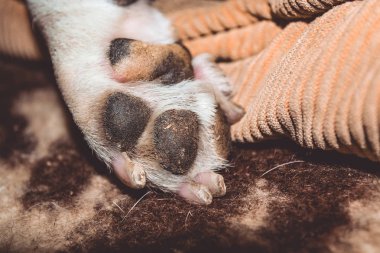 Küçük köpek. Kan Corso, Fransız bulldog ırkı. Güzel pençeleri pençeleri olan. Evde beslenen hayvan.