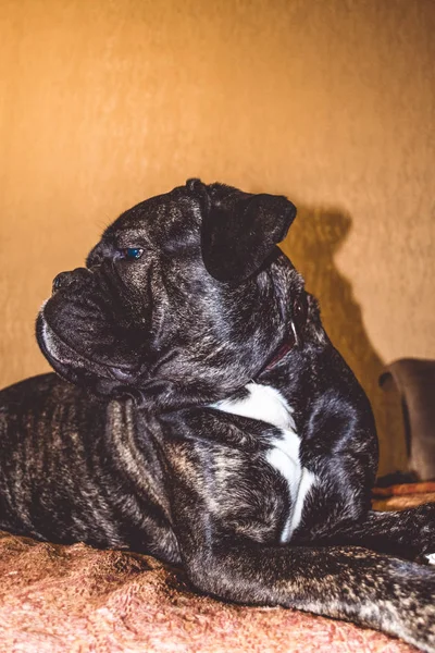 The big and black dog lies and has a rest. Breed of Kan Corso, French bulldog. Lovely and wrinkled muzzle. Pet. Big nose. — Stock Photo, Image