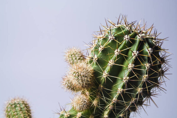 Green cactus with big needles. Small sizes. Succulent. House flower. White background. The isolated object.