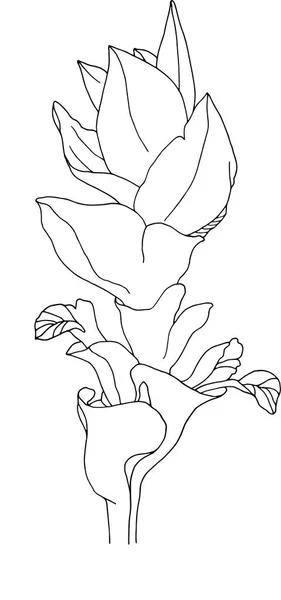 Fiore della curcuma fiorita. Contorno nero. Schizzo di piante. Botanica. Disegno . — Foto Stock