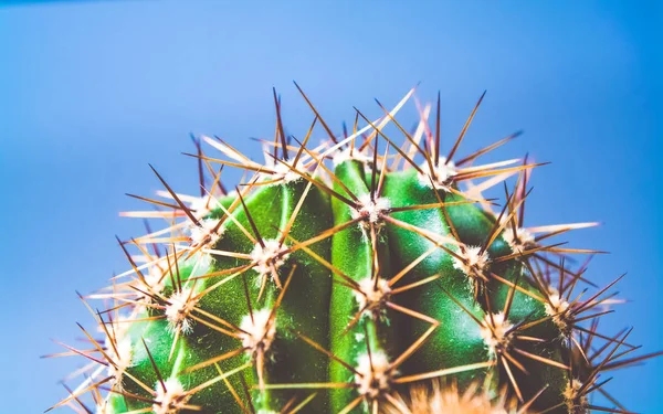 Green cactus with long prickles on a blue background. Exotic. Desert plant. The bright picture with the place for an inscription. — Stock Photo, Image