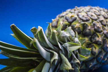 Bir tek sesli mavi zemin üzerine taze ananas. Yüzük, dilimleri. Doku. Egzotik. Sağlıklı gıda. Vitaminler. Meyve. Diyet.