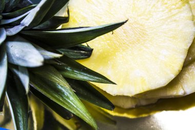 Mavi tek sesli arka plan. Taze kesilmiş ananas yuvarlak kesimlerindeki. Yeşil yaprakları. Tropikal meyve. Vitamin ve sağlık.