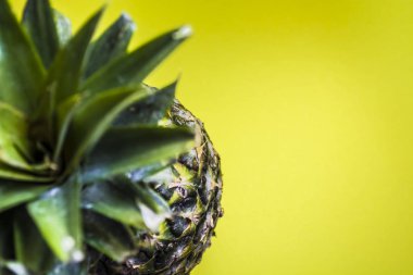 Yeşil parlak tek sesli arka plan. Tropikal meyve ananas. Yaz ve egzotik. Vitamin ve yararlı meyve. Gıda.