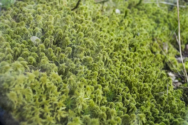 Dekorativa och små mossa i ett terrarium för däggdjur. Ljust grön färg. Våren. Växter och botanik. Naturen. — Stockfoto