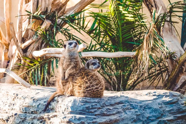 Le Surikata est assis sur des pierres parmi les palmiers et se prélasse au soleil. Beaux animaux sauvages d'Afrique. Habitants du désert . — Photo