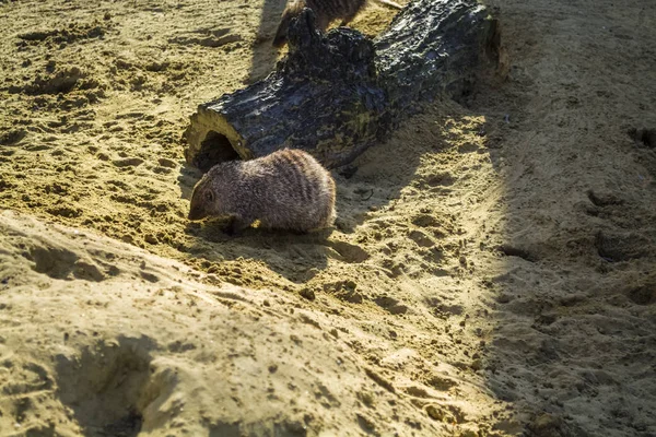 산책과 모래에서 언덕에 파고 surikat의 가족. 행에는 밝은 태양이 빛나는, 및 녹색 식물 성장. — 스톡 사진