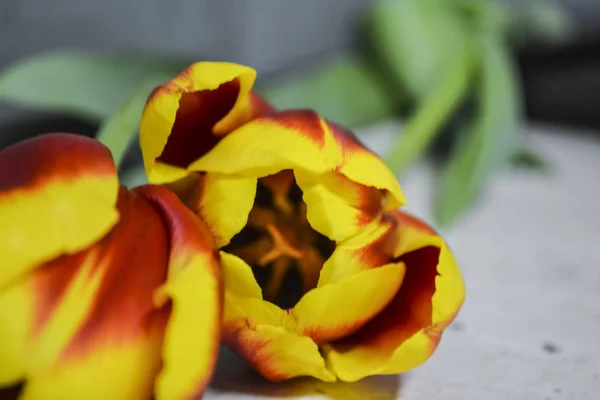 Striped red-yellow tulips lie on a gray table. Flowers of spring. The place for an inscription. Background. — Stock Photo, Image