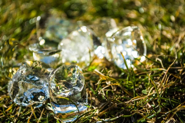 Green spring grass on it ice cubes lie. Sunshine. Meadow. Lawn. Background or texture.