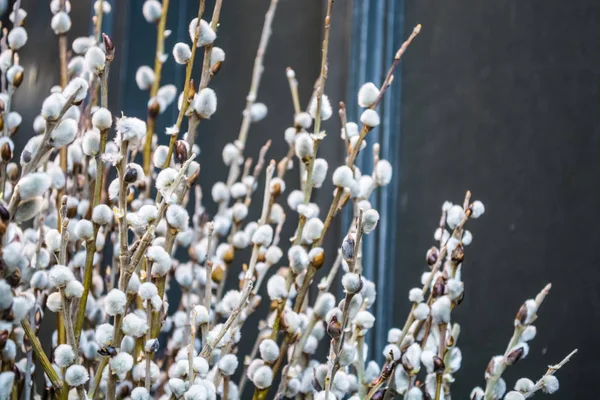 Sälg rod. Ner. Blommor och grenar. Vår bukett. Mars. Bakgrund eller konsistens. — Stockfoto