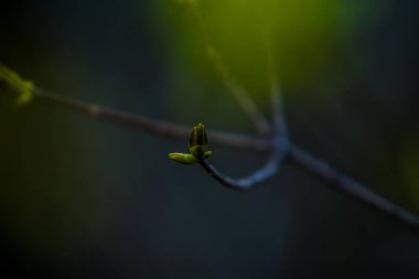 Monofik arka planda ağaçlar bahar çiçekleme. Yeşil tomurcuklarla bir şube. Sıcak hava. Bitkiler ve doğa.