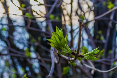 Monofik arka planda ağaçlar bahar çiçekleme. Yeşil tomurcuklarla bir şube. Sıcak hava. Bitkiler ve doğa.