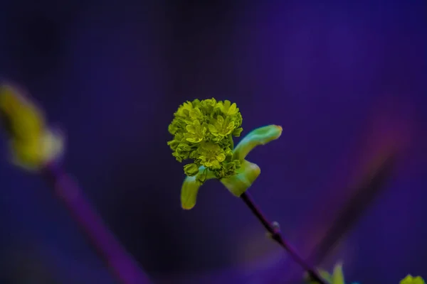 Våren blomstrar av träd på monofoniska bakgrund. En gren med de uppsagda gröna knopparna. Varmt väder. Växter och natur. — Stockfoto