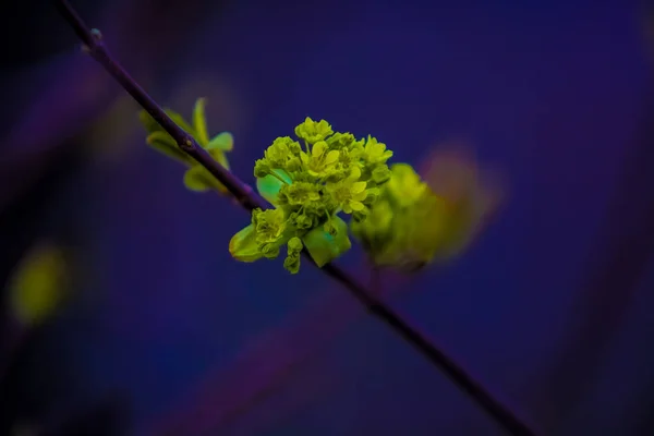 Jarní rozkvět stromů na monofonním pozadí. Větev s odmítýma zelenými pupeny. Teplé počasí. Rostliny a příroda. — Stock fotografie