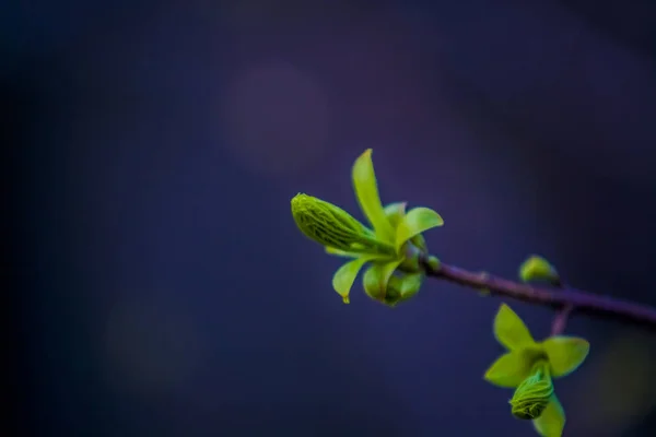 Våren blomstrar av träd på monofoniska bakgrund. En gren med de uppsagda gröna knopparna. Varmt väder. Växter och natur. — Stockfoto