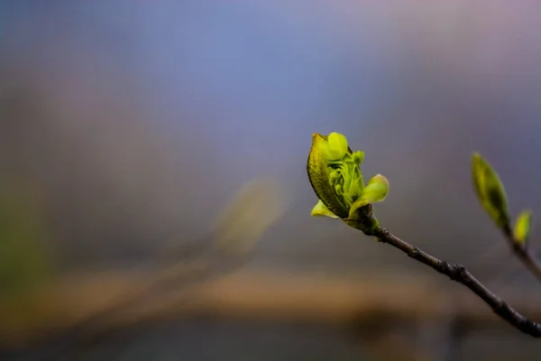 Floração de primavera de árvores em contexto monofônico. Um ramo com os botões verdes descartados. Tempo quente. Plantas e natureza . — Fotografia de Stock