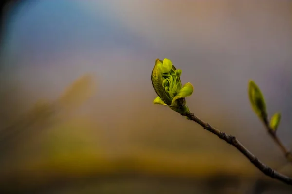 Frühjahrsblüte der Bäume auf monophonischem Hintergrund. ein Zweig mit den abgewiesenen grünen Knospen. Warmes Wetter. Pflanzen und Natur. — Stockfoto