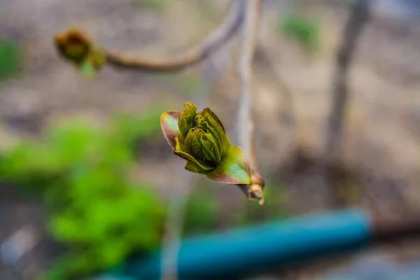 Florecimiento primaveral de árboles sobre fondo monofónico. Una rama con los brotes verdes despedidos. Clima cálido. Plantas y naturaleza . — Foto de Stock