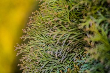 Arka plan veya doku sarı tonu ve bir ağacın dalları bir Thuja. Bir köknar ağacının bahar parlak renkleri. Doğa.