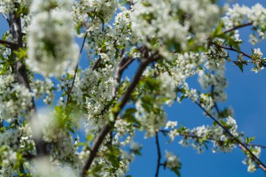 Güneşli bir günde elma ağacı dallarında beyaz çiçekler ve bir bahçede bahar günü. Meyve ağacı. Küçük çiçekler. Arkaplan.