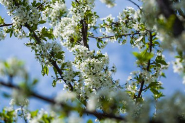 Güneşli bir günde elma ağacı dallarında beyaz çiçekler ve bir bahçede bahar günü. Meyve ağacı. Küçük çiçekler. Arkaplan.