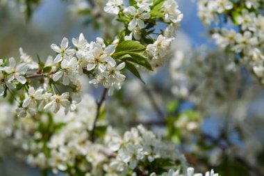 Güneşli bir günde elma ağacı dallarında beyaz çiçekler ve bir bahçede bahar günü. Meyve ağacı. Küçük çiçekler. Arkaplan.