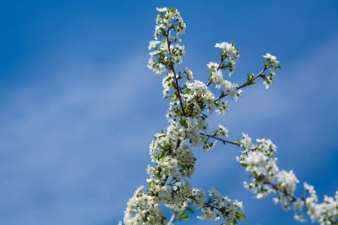 Güneşli bir günde elma ağacı dallarında beyaz çiçekler ve bir bahçede bahar günü. Meyve ağacı. Küçük çiçekler. Arkaplan.