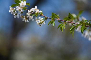 Güneşli bir günde elma ağacı dallarında beyaz çiçekler ve bir bahçede bahar günü. Meyve ağacı. Küçük çiçekler. Arkaplan.