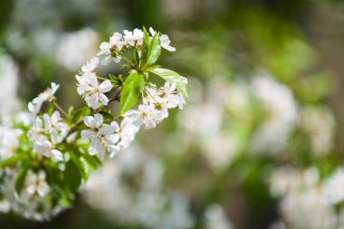 Güneşli bir günde elma ağacı dallarında beyaz çiçekler ve bir bahçede bahar günü. Meyve ağacı. Küçük çiçekler. Arkaplan.