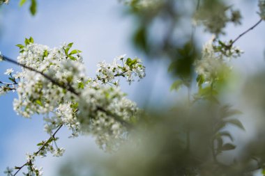 Güneşli bir günde elma ağacı dallarında beyaz çiçekler ve bir bahçede bahar günü. Meyve ağacı. Küçük çiçekler. Arkaplan.