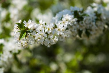 Güneşli bir günde elma ağacı dallarında beyaz çiçekler ve bir bahçede bahar günü. Meyve ağacı. Küçük çiçekler. Arkaplan.