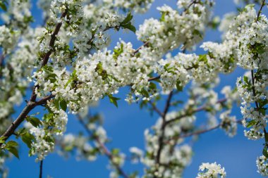 Güneşli bir günde elma ağacı dallarında beyaz çiçekler ve bir bahçede bahar günü. Meyve ağacı. Küçük çiçekler. Arkaplan.