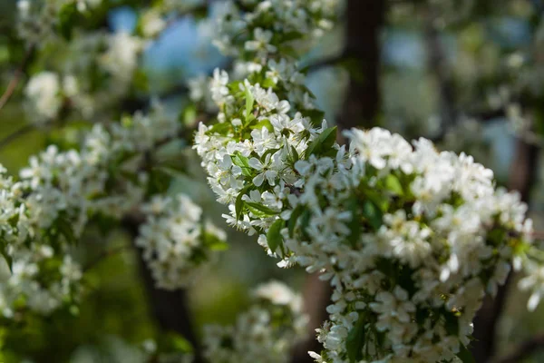 Белые цветы на ветвях яблони в солнечный и весенний день в саду. Фруктовое дерево. Маленькие цветы. Фон . — стоковое фото